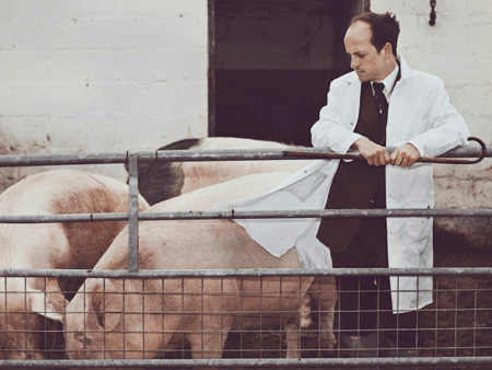 One Pig