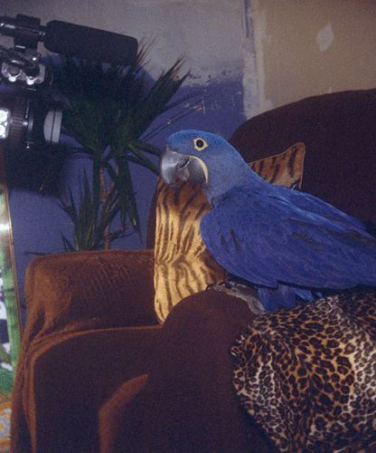 A GIF of a purple coloured parrot sitting on the arm of a brown coloured sofa whilst looking at a large camera.