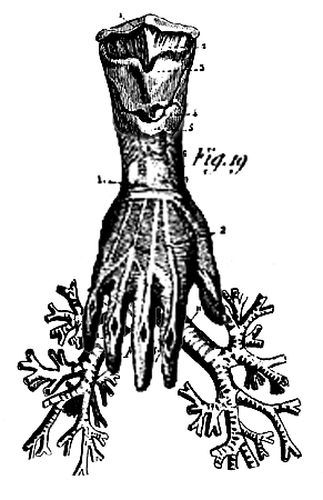 bronchihand