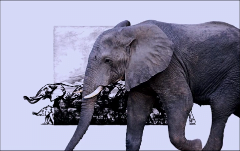 A large elephant standing next to a white wall which has small pictures of elephants illustrated on it.