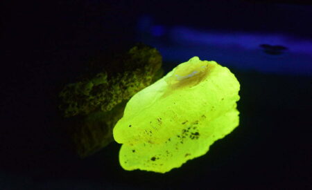 Two fossil like lumps of rock, one looks normal the other is glowing bright yellow.