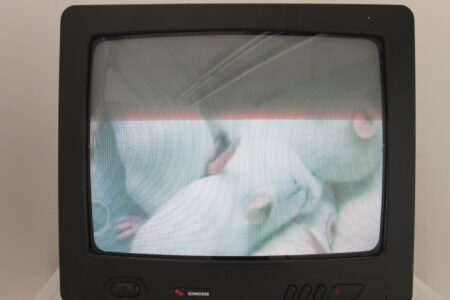 A small black television showing a number of white mice snuggling together.