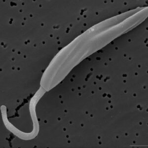 A microscopic image of a parasite.
