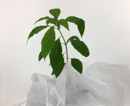 In a white room sits a green houseplant. The bottom of the plant is wrapped up in white plastic.