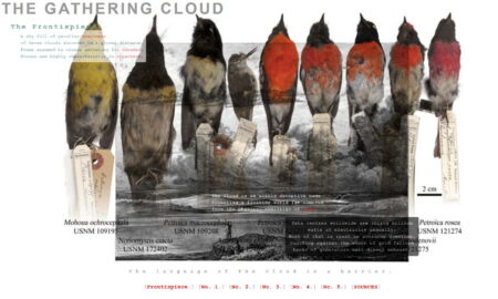A black and white print of a man standing on a hill looking at clouds.On the top half of this image are placed nine dead birds. Three of which are yellow and grey with black heads, one is grey with a long beak, and five of them are red and grey with black heads.