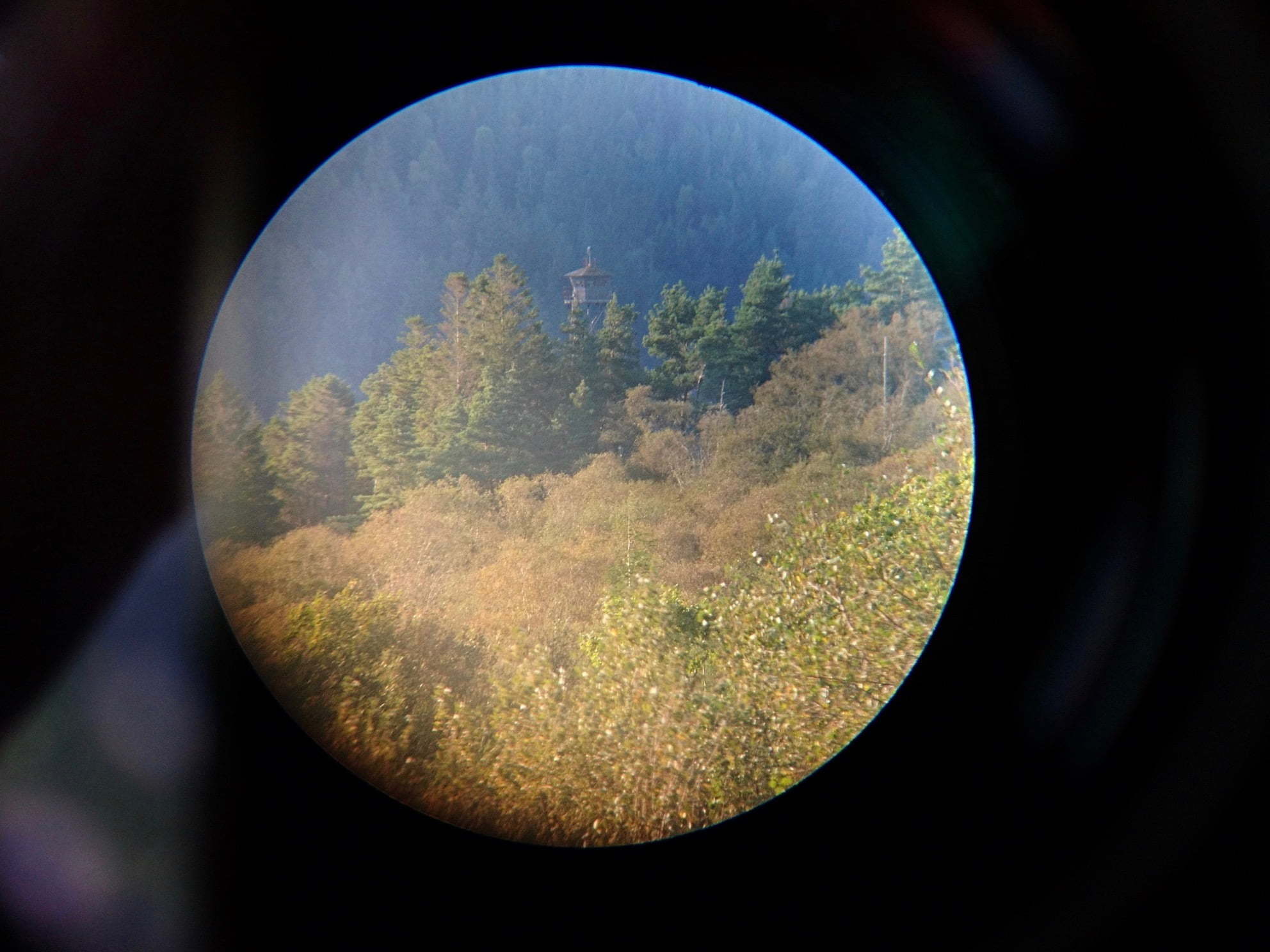 Image of Watching the Watcher 2019 by B.D. Owens. Image shows a black background with circular image within. In the circle there are various evergreen trees and a surveillance tower partially hidden by trees.