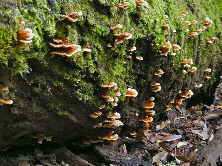 Image of rocks moss and fungi.
